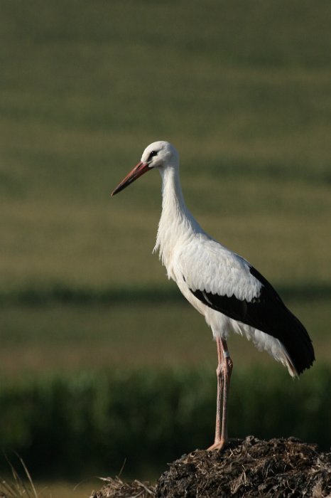 Život v okolí našich rybníků